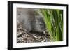 Australia, Adelaide. Cleland Wildlife Park. Long Nosed Potoroo-Cindy Miller Hopkins-Framed Photographic Print