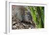 Australia, Adelaide. Cleland Wildlife Park. Long Nosed Potoroo-Cindy Miller Hopkins-Framed Photographic Print