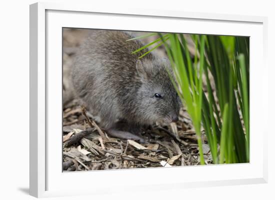 Australia, Adelaide. Cleland Wildlife Park. Long Nosed Potoroo-Cindy Miller Hopkins-Framed Photographic Print