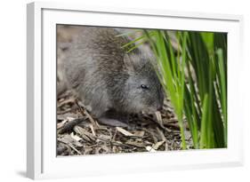 Australia, Adelaide. Cleland Wildlife Park. Long Nosed Potoroo-Cindy Miller Hopkins-Framed Photographic Print