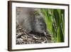 Australia, Adelaide. Cleland Wildlife Park. Long Nosed Potoroo-Cindy Miller Hopkins-Framed Photographic Print