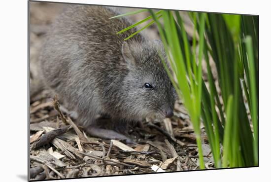 Australia, Adelaide. Cleland Wildlife Park. Long Nosed Potoroo-Cindy Miller Hopkins-Mounted Photographic Print