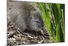 Australia, Adelaide. Cleland Wildlife Park. Long Nosed Potoroo-Cindy Miller Hopkins-Mounted Photographic Print