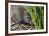 Australia, Adelaide. Cleland Wildlife Park. Long Nosed Potoroo-Cindy Miller Hopkins-Framed Photographic Print