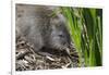 Australia, Adelaide. Cleland Wildlife Park. Long Nosed Potoroo-Cindy Miller Hopkins-Framed Photographic Print