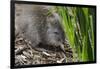 Australia, Adelaide. Cleland Wildlife Park. Long Nosed Potoroo-Cindy Miller Hopkins-Framed Photographic Print