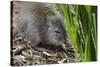 Australia, Adelaide. Cleland Wildlife Park. Long Nosed Potoroo-Cindy Miller Hopkins-Stretched Canvas