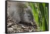 Australia, Adelaide. Cleland Wildlife Park. Long Nosed Potoroo-Cindy Miller Hopkins-Framed Stretched Canvas
