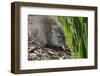 Australia, Adelaide. Cleland Wildlife Park. Long Nosed Potoroo-Cindy Miller Hopkins-Framed Photographic Print