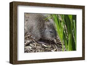 Australia, Adelaide. Cleland Wildlife Park. Long Nosed Potoroo-Cindy Miller Hopkins-Framed Photographic Print