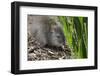 Australia, Adelaide. Cleland Wildlife Park. Long Nosed Potoroo-Cindy Miller Hopkins-Framed Photographic Print