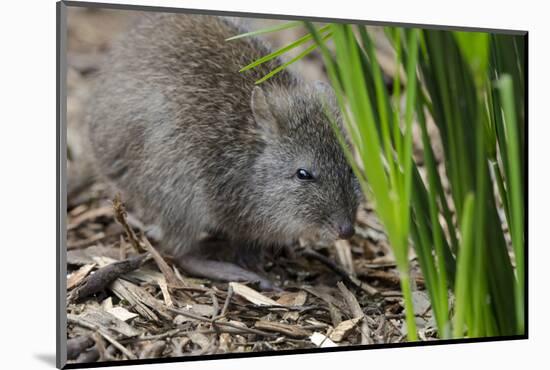 Australia, Adelaide. Cleland Wildlife Park. Long Nosed Potoroo-Cindy Miller Hopkins-Mounted Photographic Print