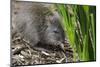 Australia, Adelaide. Cleland Wildlife Park. Long Nosed Potoroo-Cindy Miller Hopkins-Mounted Photographic Print