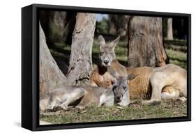 Australia, Adelaide. Cleland Wildlife Park. Red Kangaroos-Cindy Miller Hopkins-Framed Stretched Canvas