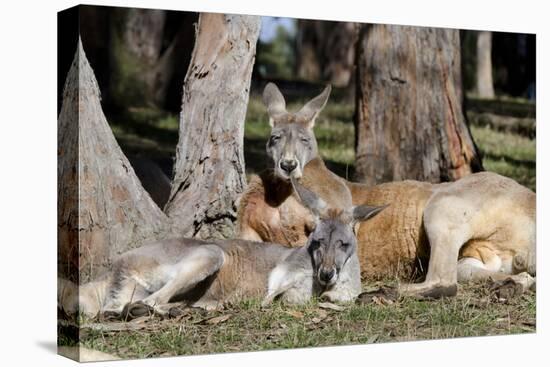 Australia, Adelaide. Cleland Wildlife Park. Red Kangaroos-Cindy Miller Hopkins-Stretched Canvas