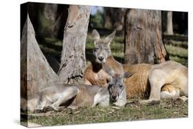 Australia, Adelaide. Cleland Wildlife Park. Red Kangaroos-Cindy Miller Hopkins-Stretched Canvas
