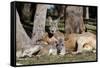 Australia, Adelaide. Cleland Wildlife Park. Red Kangaroos-Cindy Miller Hopkins-Framed Stretched Canvas