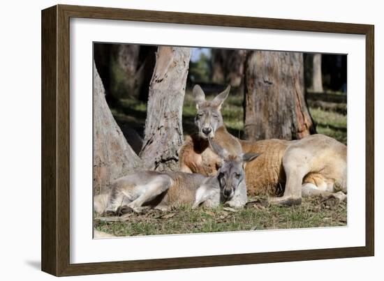 Australia, Adelaide. Cleland Wildlife Park. Red Kangaroos-Cindy Miller Hopkins-Framed Photographic Print