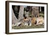 Australia, Adelaide. Cleland Wildlife Park. Red Kangaroos-Cindy Miller Hopkins-Framed Photographic Print