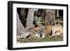 Australia, Adelaide. Cleland Wildlife Park. Red Kangaroos-Cindy Miller Hopkins-Framed Photographic Print