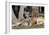 Australia, Adelaide. Cleland Wildlife Park. Red Kangaroos-Cindy Miller Hopkins-Framed Photographic Print