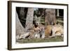 Australia, Adelaide. Cleland Wildlife Park. Red Kangaroos-Cindy Miller Hopkins-Framed Photographic Print