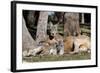 Australia, Adelaide. Cleland Wildlife Park. Red Kangaroos-Cindy Miller Hopkins-Framed Photographic Print