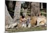 Australia, Adelaide. Cleland Wildlife Park. Red Kangaroos-Cindy Miller Hopkins-Mounted Photographic Print