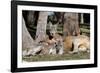 Australia, Adelaide. Cleland Wildlife Park. Red Kangaroos-Cindy Miller Hopkins-Framed Photographic Print