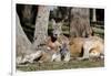 Australia, Adelaide. Cleland Wildlife Park. Red Kangaroos-Cindy Miller Hopkins-Framed Photographic Print