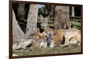 Australia, Adelaide. Cleland Wildlife Park. Red Kangaroos-Cindy Miller Hopkins-Framed Photographic Print