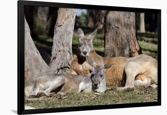 Australia, Adelaide. Cleland Wildlife Park. Red Kangaroos-Cindy Miller Hopkins-Framed Photographic Print