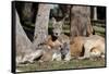 Australia, Adelaide. Cleland Wildlife Park. Red Kangaroos-Cindy Miller Hopkins-Framed Stretched Canvas