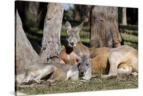 Australia, Adelaide. Cleland Wildlife Park. Red Kangaroos-Cindy Miller Hopkins-Stretched Canvas