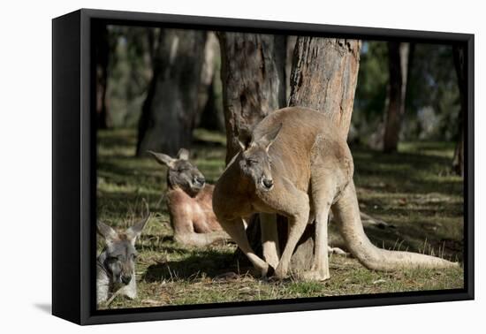 Australia, Adelaide. Cleland Wildlife Park. Red Kangaroos-Cindy Miller Hopkins-Framed Stretched Canvas