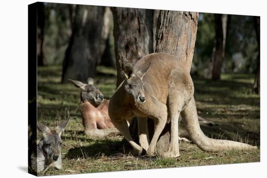 Australia, Adelaide. Cleland Wildlife Park. Red Kangaroos-Cindy Miller Hopkins-Stretched Canvas