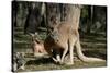 Australia, Adelaide. Cleland Wildlife Park. Red Kangaroos-Cindy Miller Hopkins-Stretched Canvas