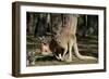 Australia, Adelaide. Cleland Wildlife Park. Red Kangaroos-Cindy Miller Hopkins-Framed Photographic Print