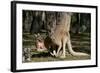 Australia, Adelaide. Cleland Wildlife Park. Red Kangaroos-Cindy Miller Hopkins-Framed Photographic Print