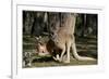 Australia, Adelaide. Cleland Wildlife Park. Red Kangaroos-Cindy Miller Hopkins-Framed Photographic Print