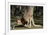 Australia, Adelaide. Cleland Wildlife Park. Red Kangaroos-Cindy Miller Hopkins-Framed Photographic Print