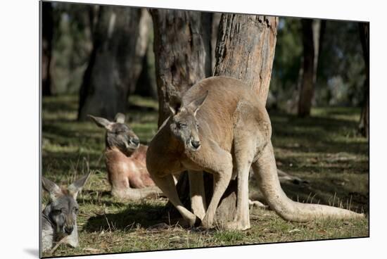 Australia, Adelaide. Cleland Wildlife Park. Red Kangaroos-Cindy Miller Hopkins-Mounted Photographic Print