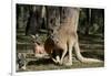 Australia, Adelaide. Cleland Wildlife Park. Red Kangaroos-Cindy Miller Hopkins-Framed Photographic Print