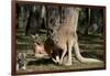 Australia, Adelaide. Cleland Wildlife Park. Red Kangaroos-Cindy Miller Hopkins-Framed Photographic Print