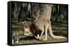 Australia, Adelaide. Cleland Wildlife Park. Red Kangaroos-Cindy Miller Hopkins-Framed Stretched Canvas