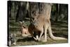 Australia, Adelaide. Cleland Wildlife Park. Red Kangaroos-Cindy Miller Hopkins-Stretched Canvas