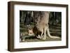 Australia, Adelaide. Cleland Wildlife Park. Red Kangaroos-Cindy Miller Hopkins-Framed Premium Photographic Print