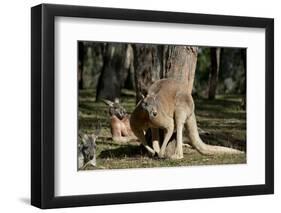 Australia, Adelaide. Cleland Wildlife Park. Red Kangaroos-Cindy Miller Hopkins-Framed Premium Photographic Print