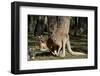 Australia, Adelaide. Cleland Wildlife Park. Red Kangaroos-Cindy Miller Hopkins-Framed Premium Photographic Print