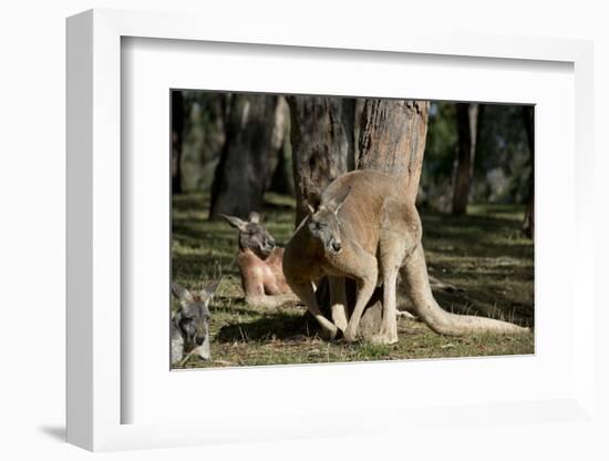 Australia, Adelaide. Cleland Wildlife Park. Red Kangaroos-Cindy Miller Hopkins-Framed Premium Photographic Print